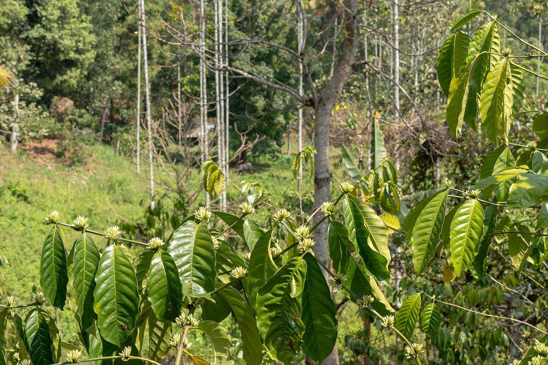 Coffee plants growing under shade trees on a plantation in Wayanad, Kerala
