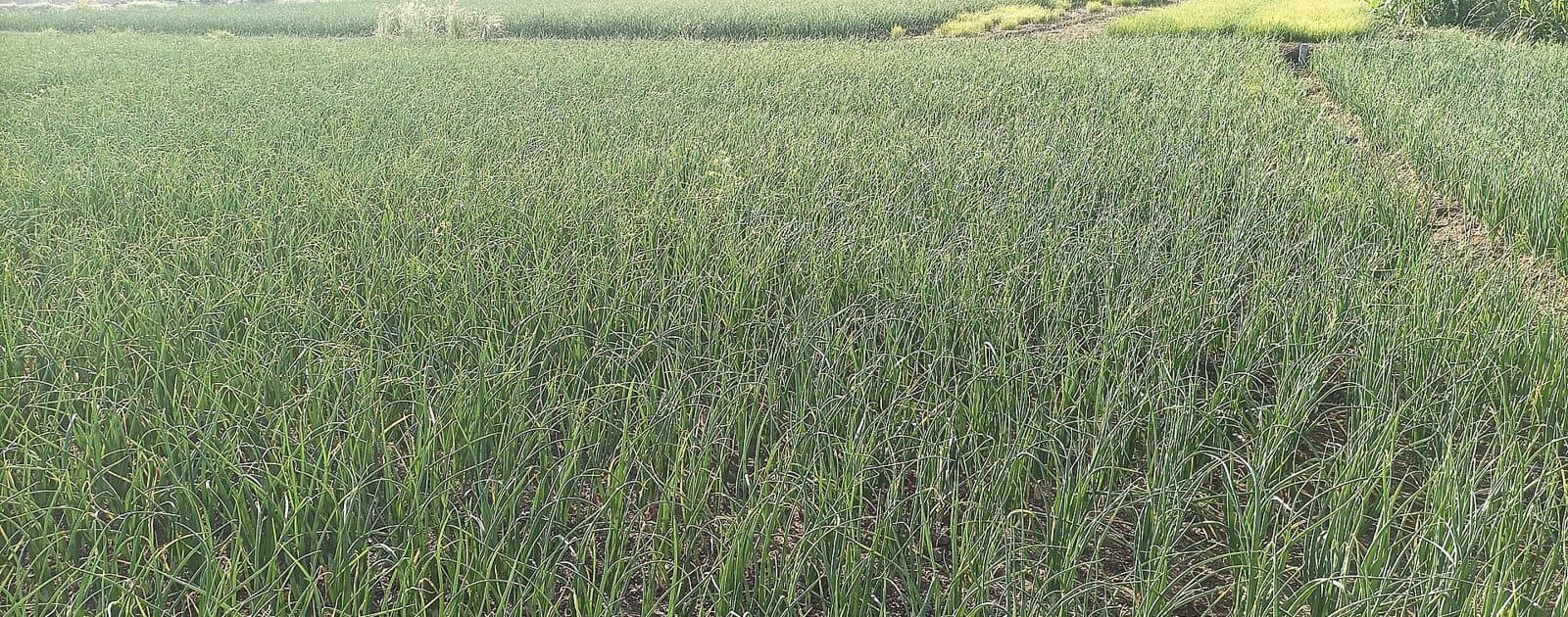 Rows of onion plants growing in a field at Lasalgaon, Nashik district, Maharashtra